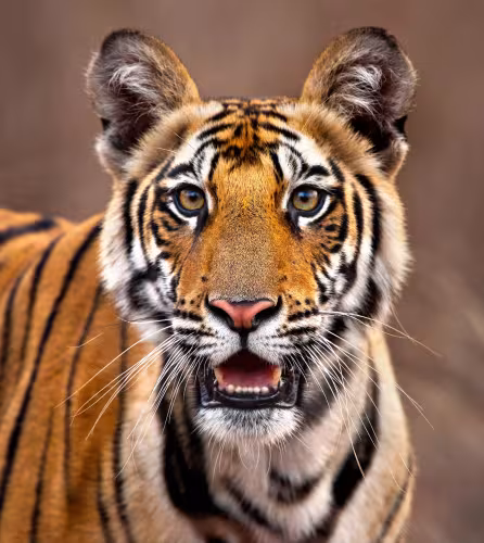 Tigre sauvage (Panthera tigris) dans le parc national de Bandhavgarh, en Inde.
