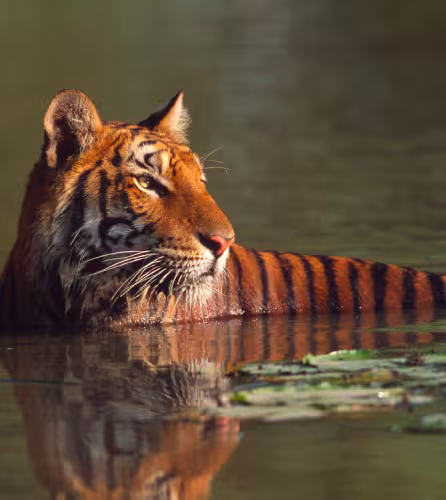Tigre-Thailand-Nenuphar