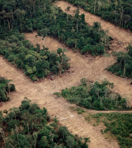 Déforestation Amazonie