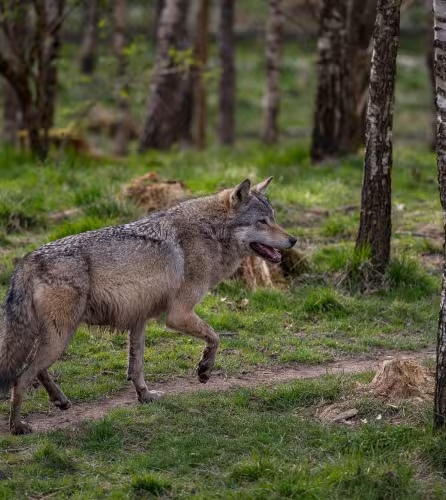 loup d'europe