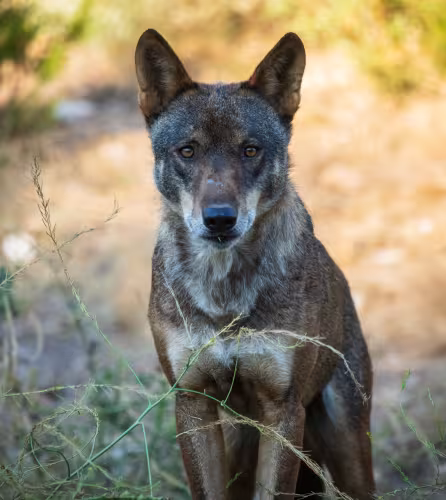 loup d'europe