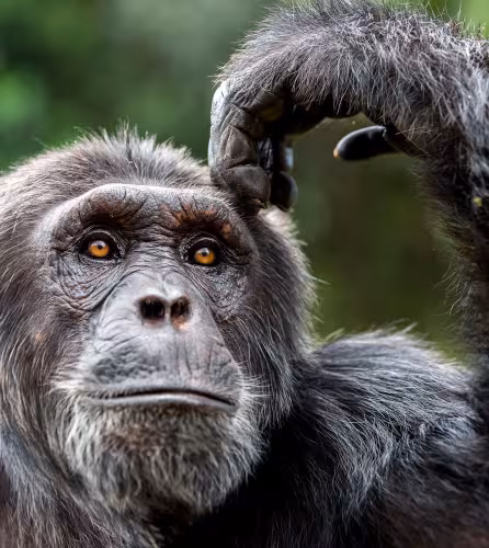 Portrait d'une chimpanzé dans la réserve de chimpanzés de l'île de Ngamba (Ouganda)