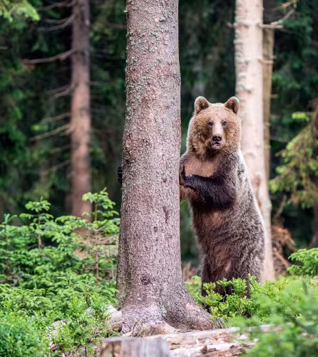 Ours brun (ursus arctos) dressé et accroché à un tronc d'arbre dans la forêt