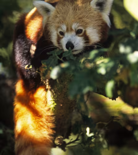panda roux dans un arbre