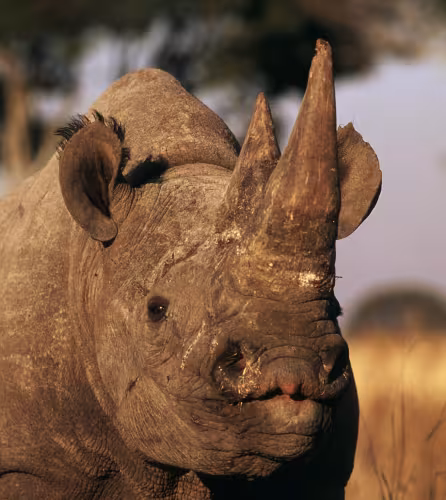 vertical - rhinocéros noir