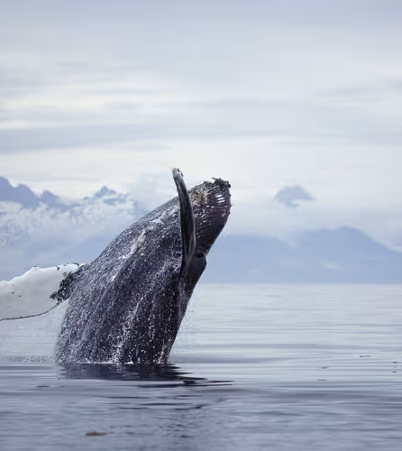 Rorqual à bosse sautant hors de l'eau Alaska