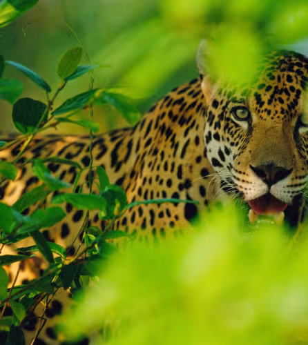 Jaguar en captivité au Brésil