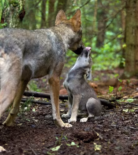 Toilettage d'un petit loup dans la forêt en Russie