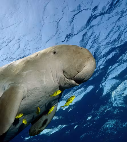 Dugong nageant dans la mer