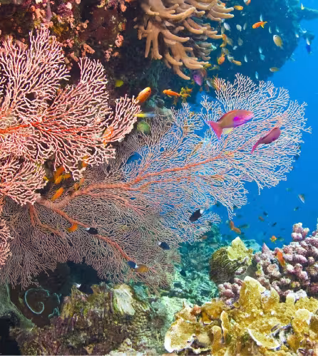 Coraux et poissons présents dans la Grande Barrière de Corail en Australie