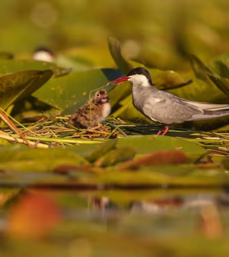 Une guifette moustac (Chlidonias hybrida) et son poussin dans la Réserve nationale naturelle de Chérine, France