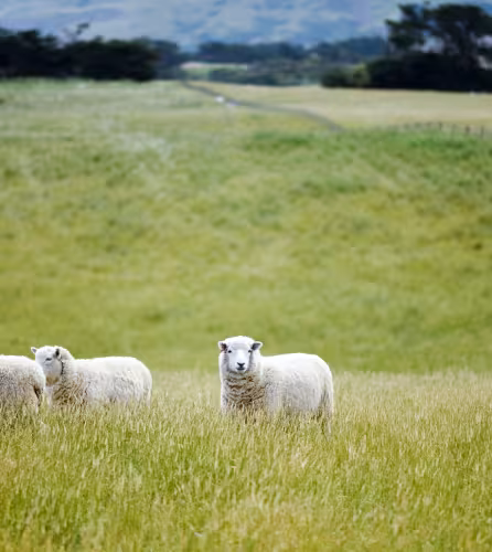 Des moutons dans un champ en Nouvelle-Zélande