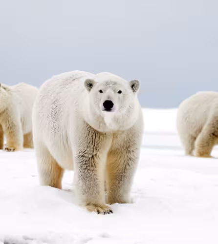 Femelle ourse polaire avec ses deux oursons