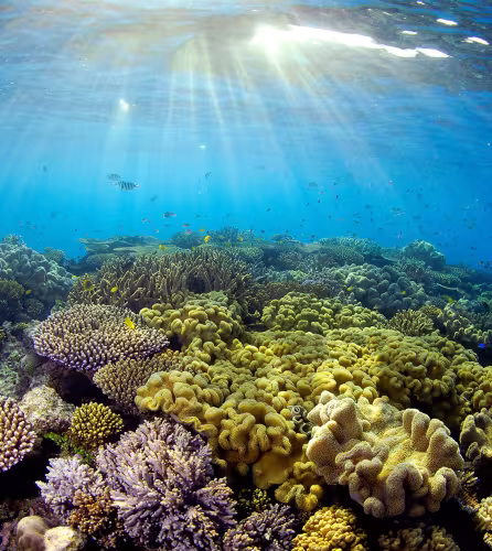 La lumière du jour illumine les coraux de la Grande barrière de corail, Queensland, Australie.