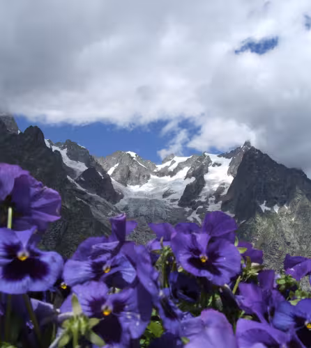 Alpes et capucines, Italie