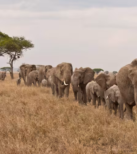 Eléphants qui se suivent dans la savane d'Afrique