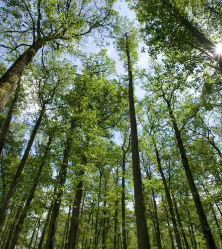 Forêt en Lituanie à la fin du printemps, Europe