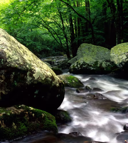 Parc national des Great Smoky Mountains, Tennessee
