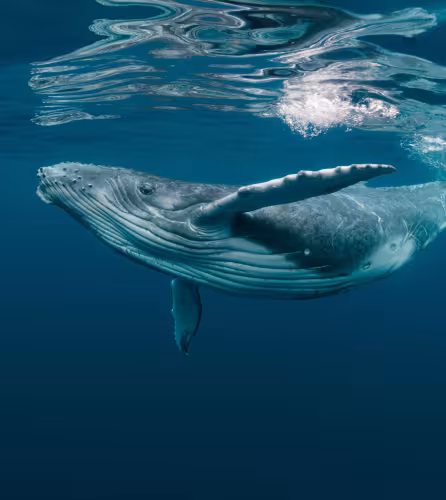 Baleine à bosses dans l'océan