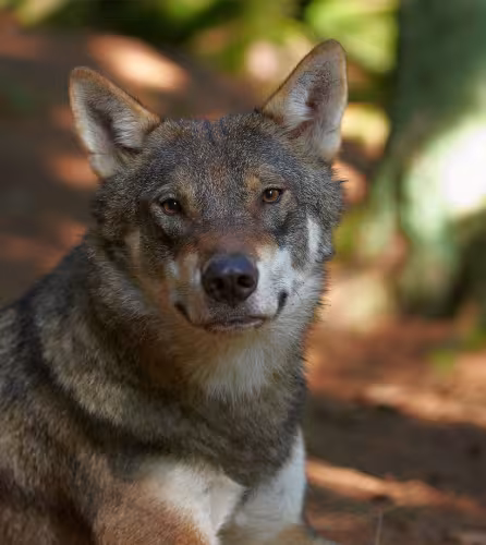Un loup (Canis lupus) est assis par terre au milieu d'une forêt.