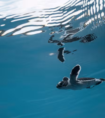 bébé tortue océan
