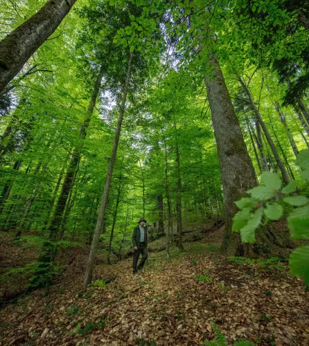 Forêt Maramures en Roumanie 