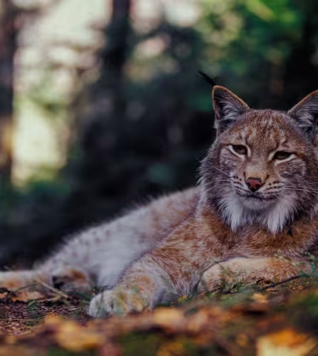 Lynx (Lynx lynx) allongé dans la Vallée de Bystrička, Parc national de Mala Fatra, Slovaquie