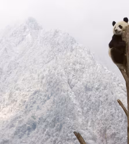 Panda géant qui se repose en haut d'un arbre, Province du Sichuan, Chine