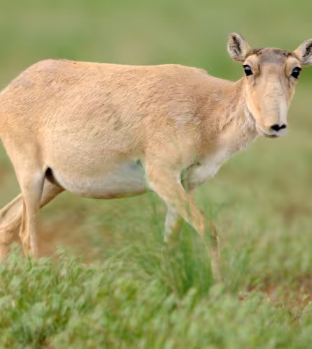Portrait d'une antilope Saïga prise en Russie