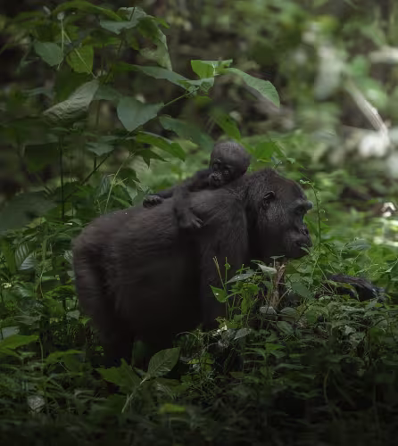Au Coeur de la Jungle - photo - Mère et son petit gorille
