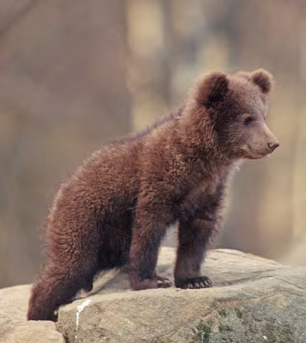Jeune ourson (Ursus arctos) 