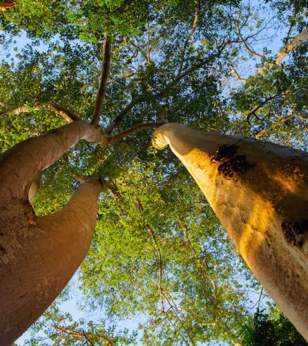 Arbres de la Réserve de gibier de Selous (Tanzanie)
