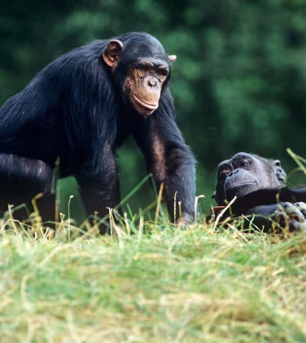 Deux chimpanzés (Pan troglodytes) dans une forêt