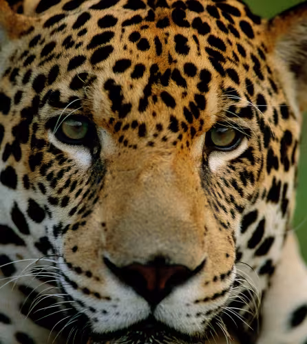 jaguar dans la région du Pantanal au Brésil