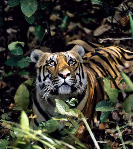 Tigre dans la forêt regardant vers le haut