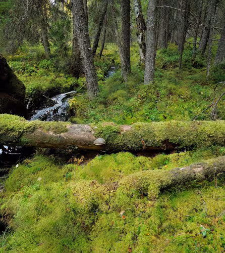 forêt ancienne de la réserve naturelle de Yli-Vuoki (Finlande)
