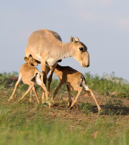 Une antilope saïga nourrissant ses petits (Russie)