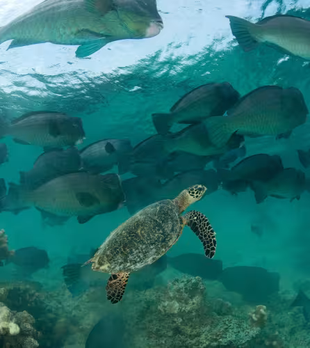 Tortue imbriquée (Eretmochelys imbricata) et poisson-perroquet à bosse (Bolbometopon muricatum), Sipadan (Malaisie)