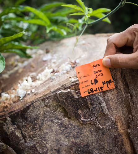 Etiquette montrant la date, l'espèce, diamètre et taille de l'arbre coupé, ainsi que l'entreprise gestionnaire, Kalimantan (Bornéo) oriental