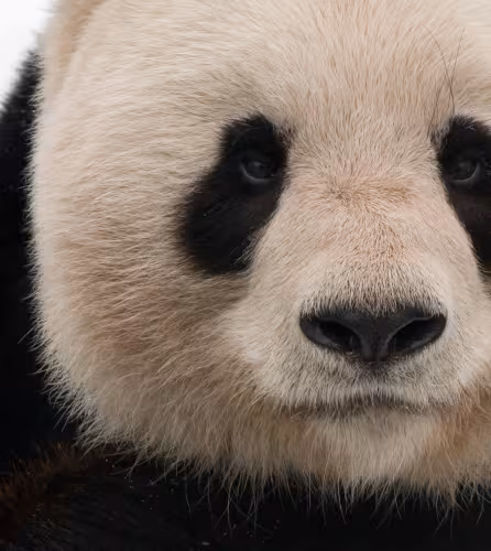 Portrait serré d'un panda géant adulte