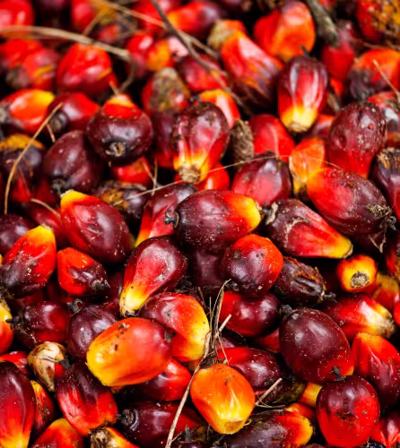 Fruits de palmiers à huile à Sumatra (Indonésie)