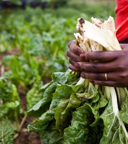 Femme récoltant ses légumes, qui ont poussé grâce à un système d'irrigation goutte à goutte, dans le cadre du programme du WWF Chemi Chemi Dry Land Women's Farming (Kenya)