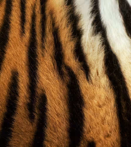 Pelage d'un tigre de Sibérie
