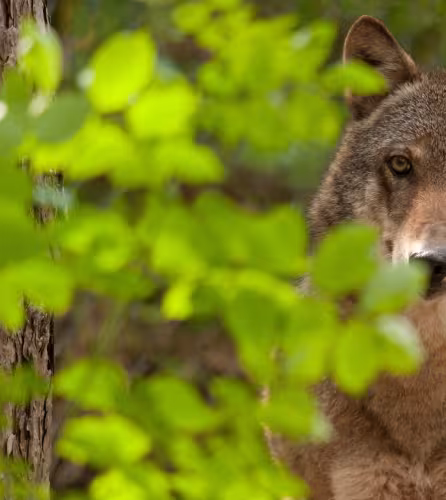 Loup caché dans la forêt / derrière le feuillage