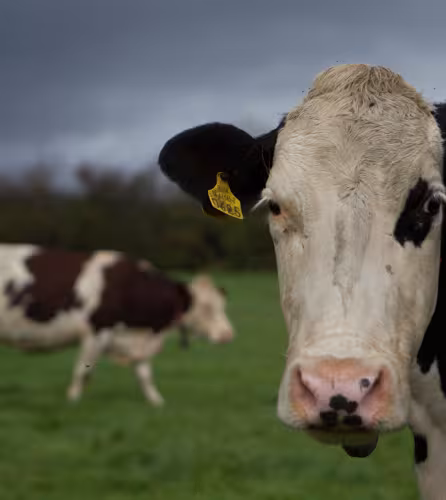 Vaches à lait dans un champs de Kilsheelan (Irelande)