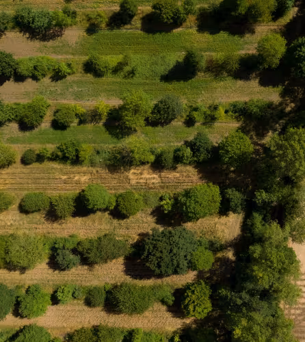 Agroforesterie agriculture arbre champs