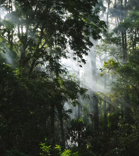 Forêt malgache, Parc amazonien de Guyane