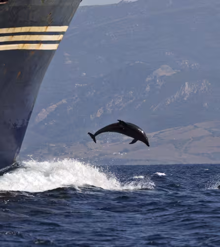 Des grands dauphins (Tursiops truncatus) suivent un paquebot dans le Détroit de Gibraltar, Mer Méditerranée