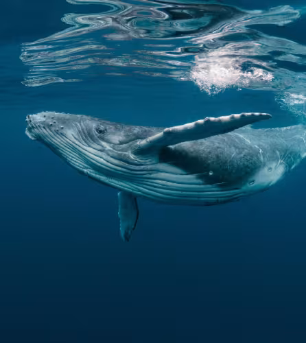 Baleine-Bébé