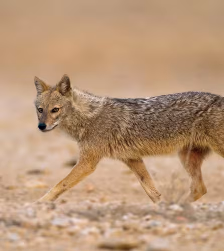 Chacal doré (Canis aureus) en mouvement